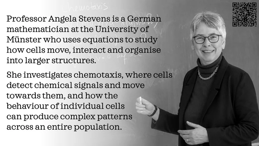 Poster of Angela Stevens. Professor Angela Stevens is a German mathematician at the University of Münster who uses equations to study how cells move, interact and organise into larger structures. She investigates chemotaxis, where cells detect chemical signals and move towards them, and how the behaviour of individual cells can produce complex patterns across an entire population.