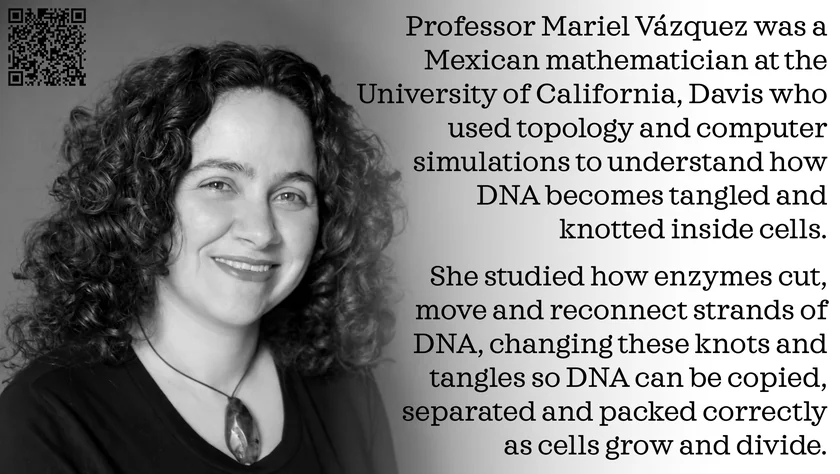 Poster of Mariel Vázquez. Professor Mariel Vázquez was a Mexican mathematician at the University of California, Davis who used topology and computer simulations to understand how DNA becomes tangled and knotted inside cells. She studied how enzymes cut, move and reconnect strands of DNA, changing these knots and tangles so DNA can be copied, separated and packed correctly as cells grow and divide.