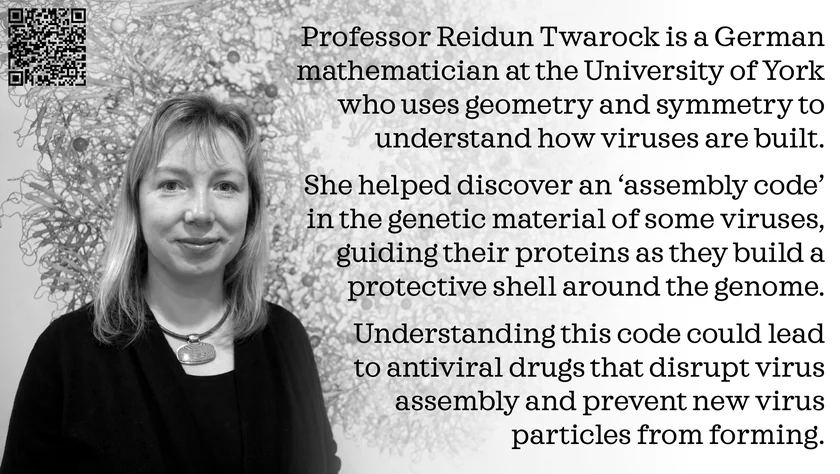 Poster of Reidun Twarock. Professor Reidun Twarock is a German mathematician at the University of York who uses geometry and symmetry to understand how viruses are built. She helped discover an ‘assembly code’ in the genetic material of some viruses, guiding their proteins as they build a protective shell around the genome. Understanding this code could lead to antiviral drugs that disrupt virus assembly and prevent new virus particles from forming.